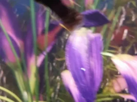 Fish shrinking