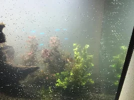 New Tropical Aquarium - Trying to get a grip! - Succeeded...