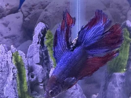 Betta fib issue