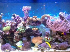 Macro Algae Issue