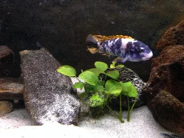 Favourite rift lake cichlid and why?