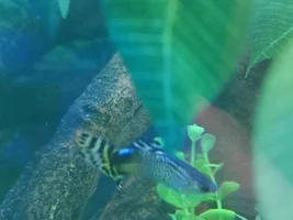 Guppy has a white dot on head