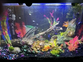 Tank Set Up for Fry