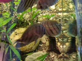 Discus Rediscovered