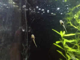 I have eggs!!!!!!!