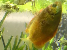 Anyone know what's this on my honey gourami?
