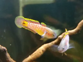 Peacock gudgeon photos