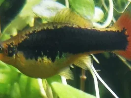 Help please! How are there babies!?