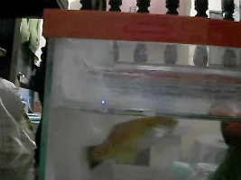 My Swordtail