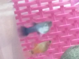 Guppies