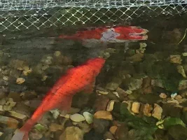 Dulling Goldfish