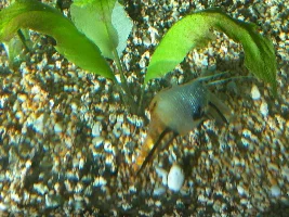 my Scalaria fish is sick: please help