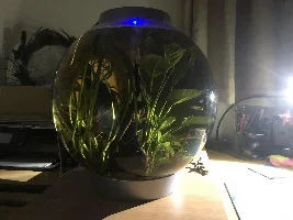 Lampeye Killifish Bully