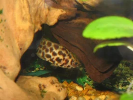 Please Could Someone Id My New Fish Please
