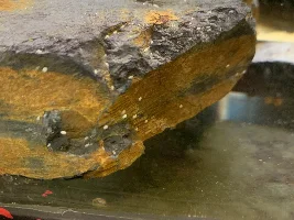 Question on little white things in the tank