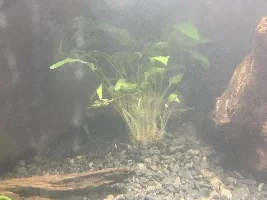 Planting