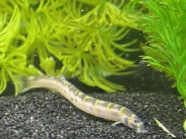 Kuhli loach