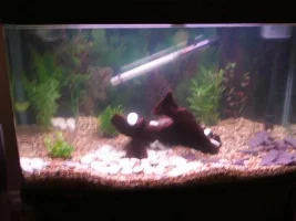 my first aquarium ...