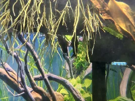Black Cory’s saved