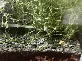 What is this? Is it harmful? How do I get rid of it?