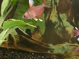 My 3 Favorite Tetras…What Are Yours?