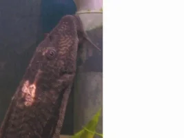 Pleco with strange burn looking white patch