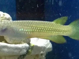Fish Identification