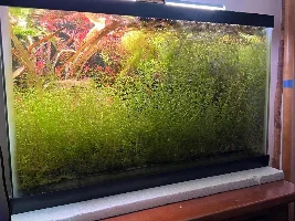 5 Planted Tanks