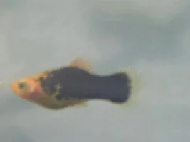 Is my fish pregnant? Or just overfed