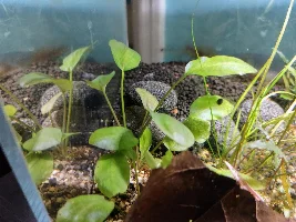 Rimless C. Miniopinna Betta Tank