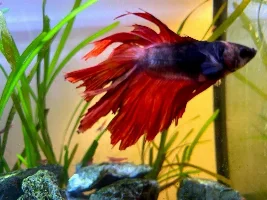 Help with Sick Betta