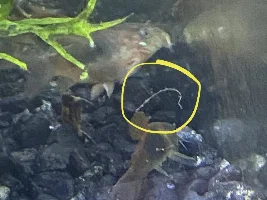 White string hanging off of fish!