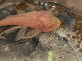 Bristlenose fat around the eyes