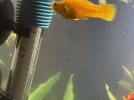 Molly Sex Change??