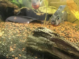 FM cichlids have bred!