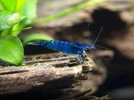 Blue Velvet Shrimp