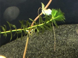 Any ideas why my plant leaves are so tiny?