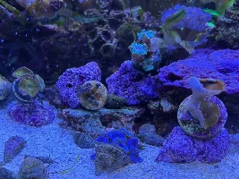 Getting into Palythoa