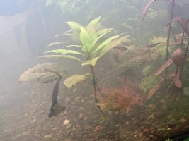 Browning Plant?