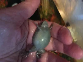 Aquatic frog bloated