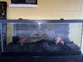 75 gallon tank and stand