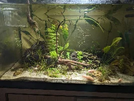 Need help with fish eggs