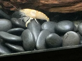 got a small school of Congo Tetras coming today... Time to start testing out my new blended water... with some new fish