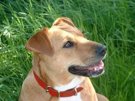 Pet Pics