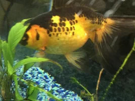 How many in a 20 gal