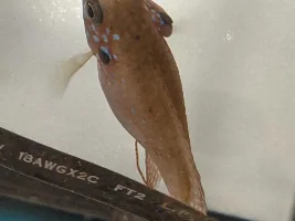 Jewel cichlid with protruding gill