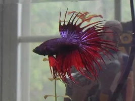 Pics Of My Bettas