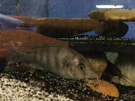 Former Newbie's African Cichlid Experience