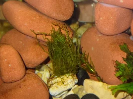 buying plants on-line