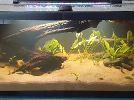 Planted 40g Aquarium Journal